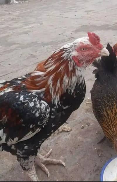 mashaAllah awla quality ka murga