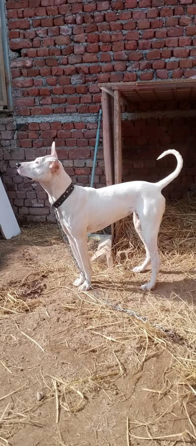 kohahti gultair pure