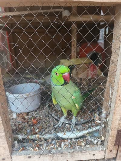 Ringneck pair | Raw pair | parrotr breeder pair for sale