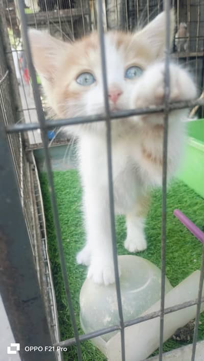 Cute double coated cat