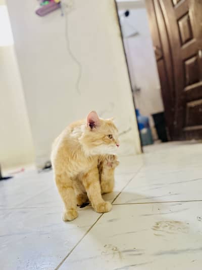 Cute cat pershian like 