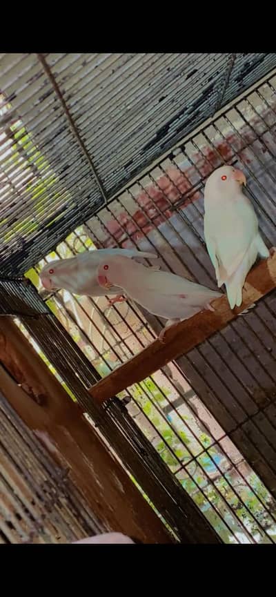 Albino red eyes breeder pair