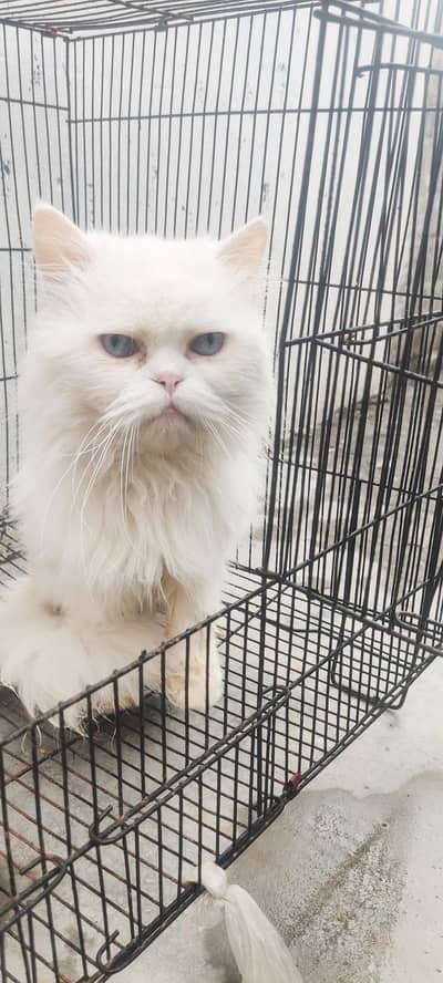 Persian Triple coat Male cat, best cat
