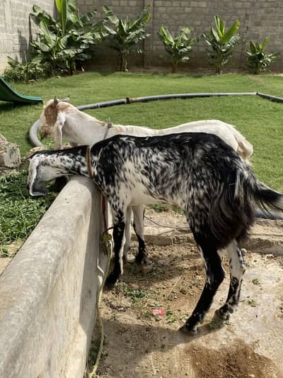 One male and female pair fr sale and one breder female with female bab