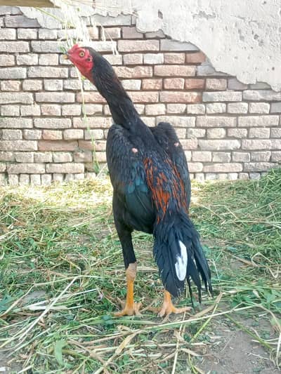 aseel murga for sale ek aadat