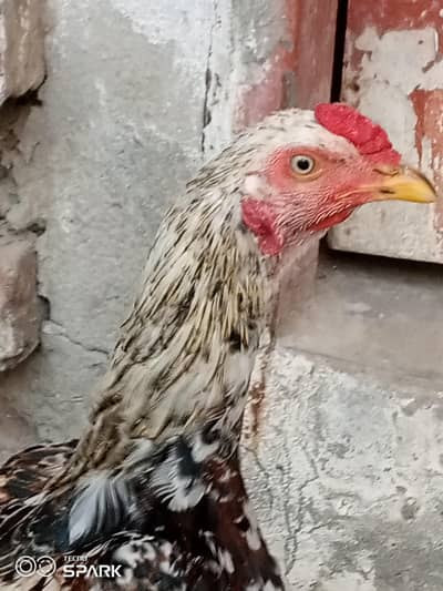 Pure aseel patha for sale