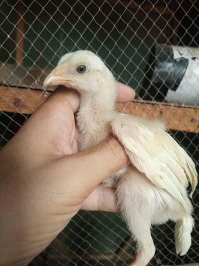 Aseel Heera chicks