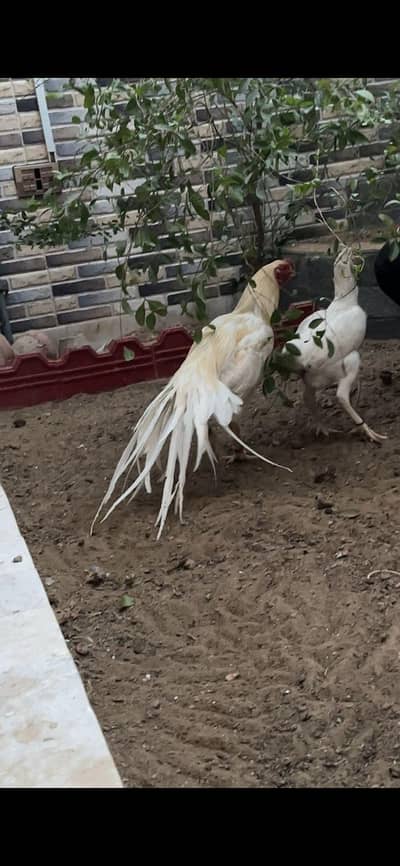 Indian parrot beak long tail male