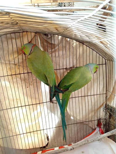 Male Ring nek A 1  breeder male hai 0345.2574186