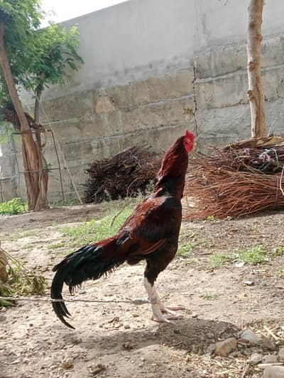 Aseel Murgha for Sale – Strong & Healthy”