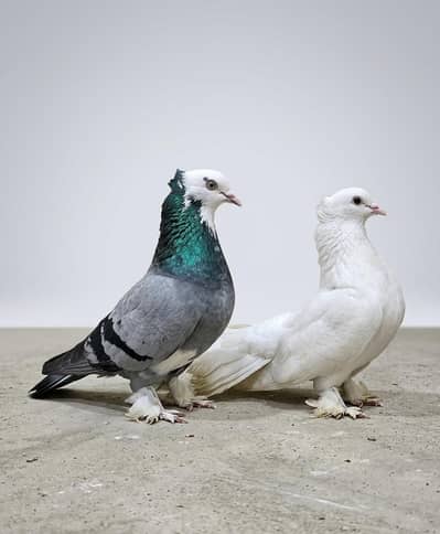 Sherazi Pigeons for sale