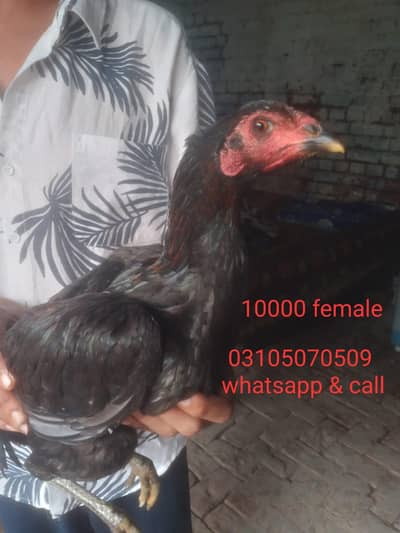 aseel thai+burmi male  thai pakoya female pair available near to egg