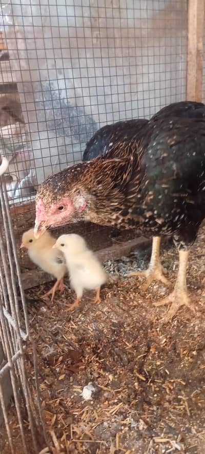 ایک مرغی زیرہ سائز اوردو چوزے