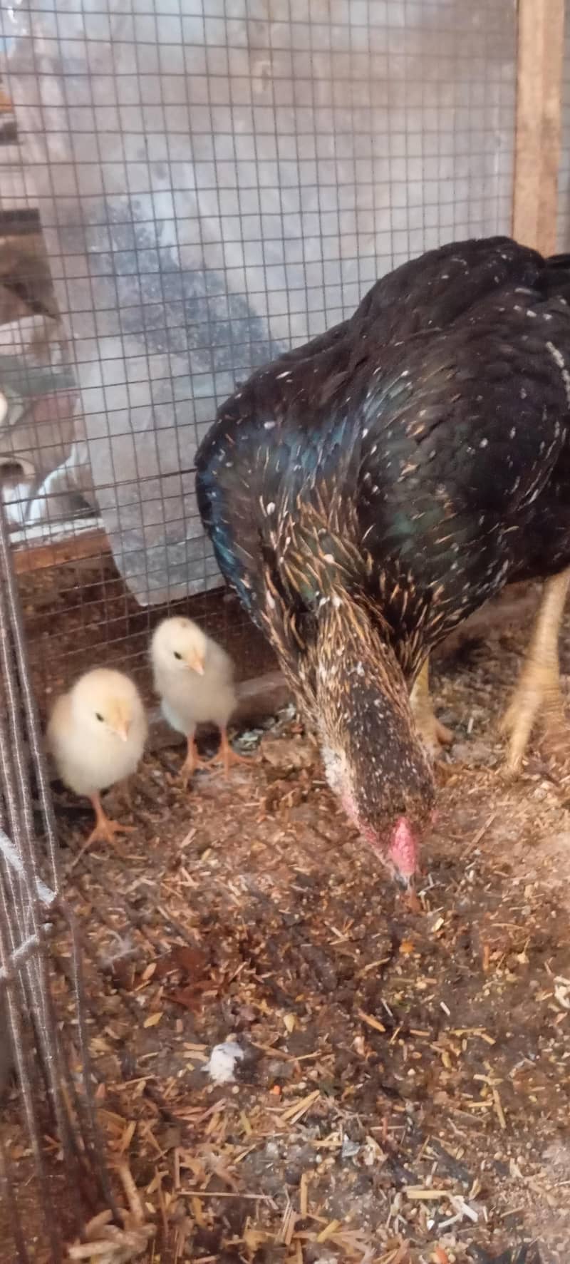 ایک مرغی زیرہ سائز اوردو چوزے 1