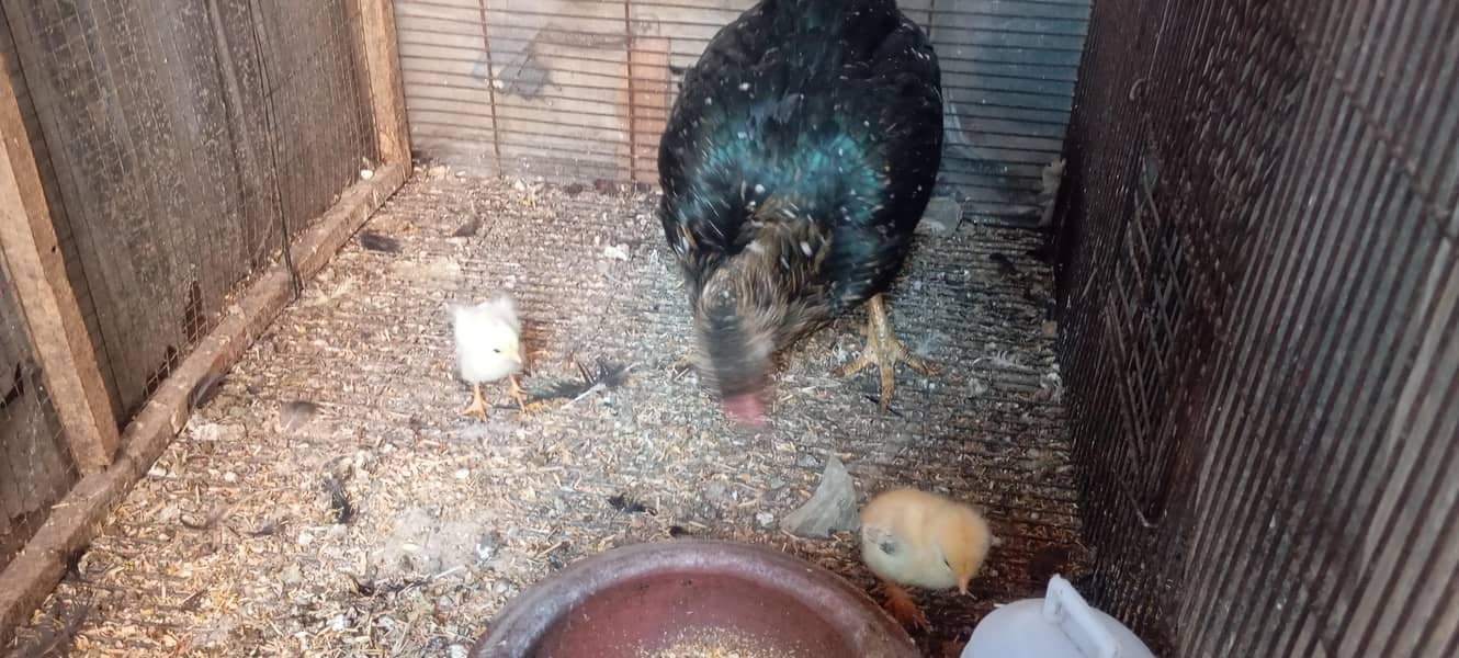 ایک مرغی زیرہ سائز اوردو چوزے 2