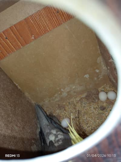 cocktail pair urgent sale with free box