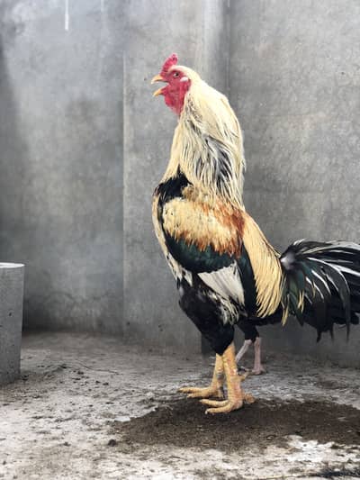 Mashaallah Miyawai aseel jawa