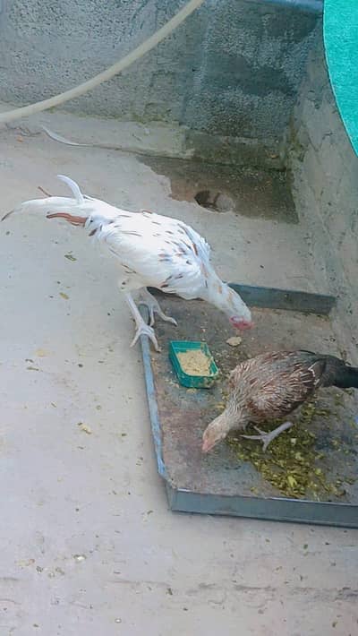 Aseel Pair For Sale In Islamabad