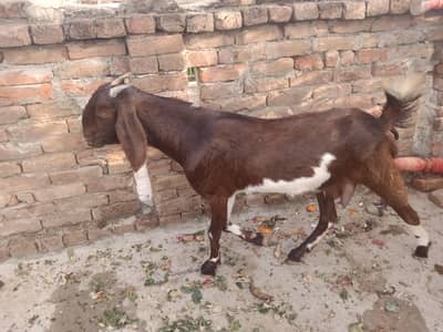 Bakri