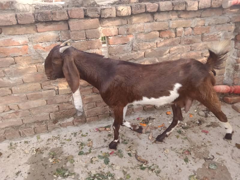 Bakri 0