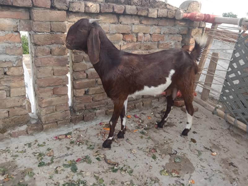 Bakri 1