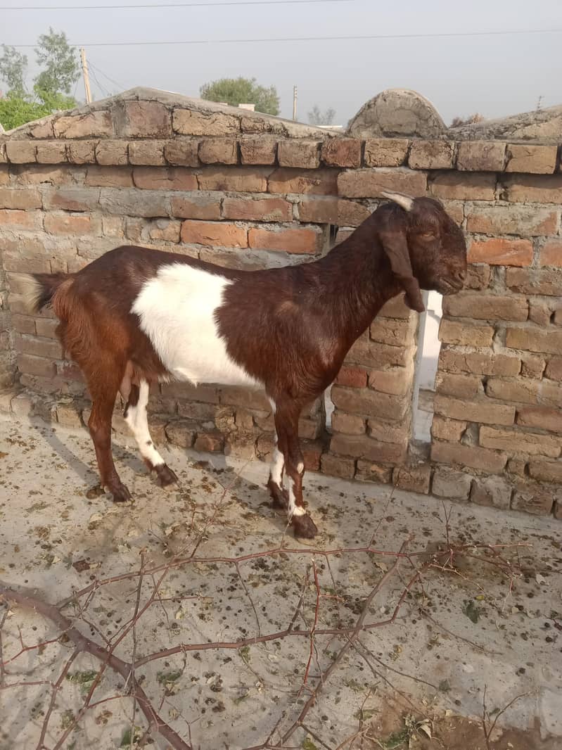 Bakri 2