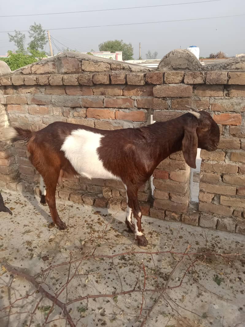 Bakri 4