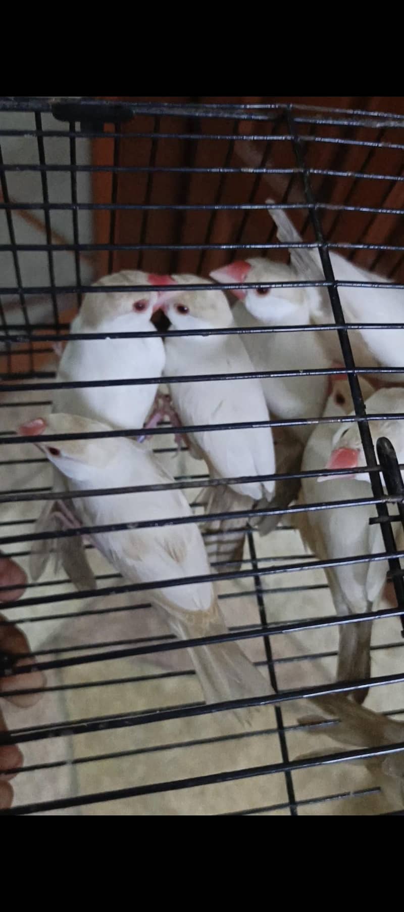 pastel fawn java with Dna 2