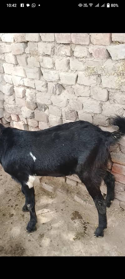 Desi bkra ghr ka Pala hova 12 per kg k hisab Sy bkria bhi available h