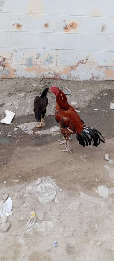 for sale asel patha pathi