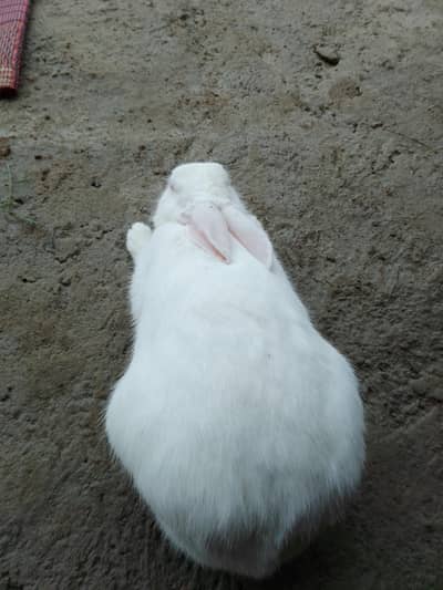 White Red Eyes Breeder Pair Whatsapp 03440158946