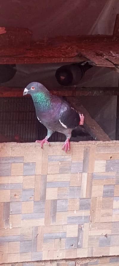 Breader Male Kabootar available