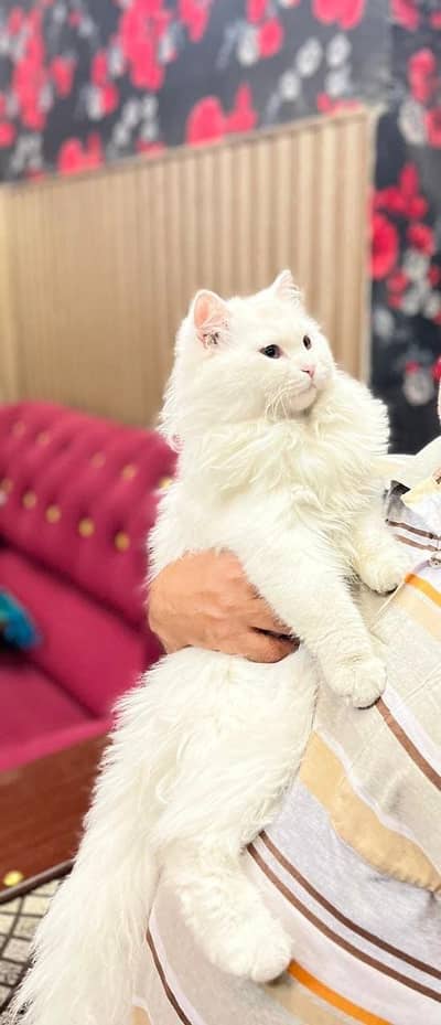 white Persian kitten|Triple coate |rangdoll Face |male cat