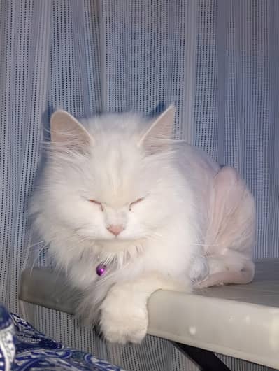 percian baby cat 3 months