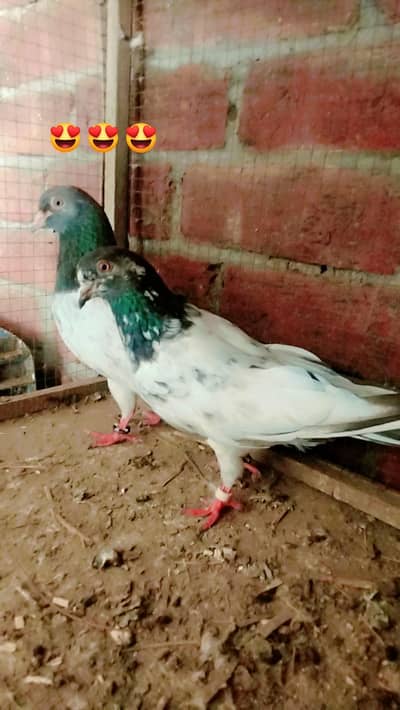 teady , kumangarr, imam din golden , nela kumangar