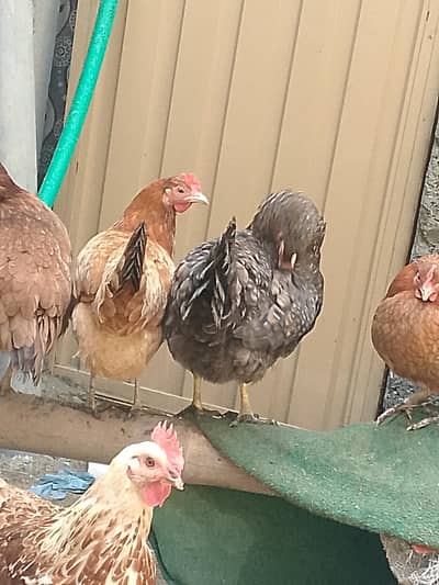 hens male and female