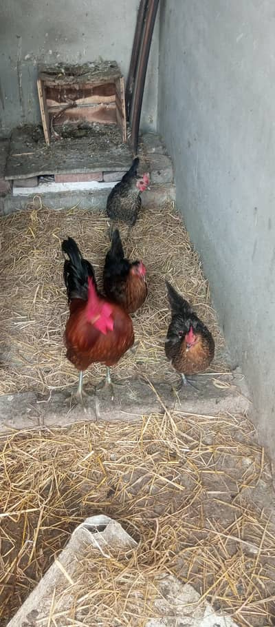 Golden Misri 03092249593