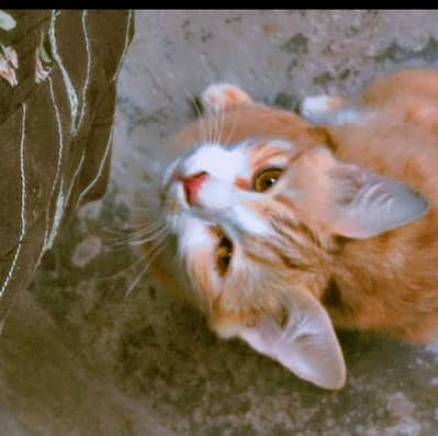 “11 Months Female Orange  Friendly Cat urgent for Sale”