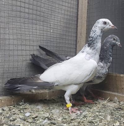 Vvip Parvazi Bachy For Sale.