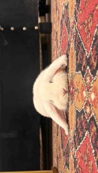 Healthy and Active Holland Lop Bunny