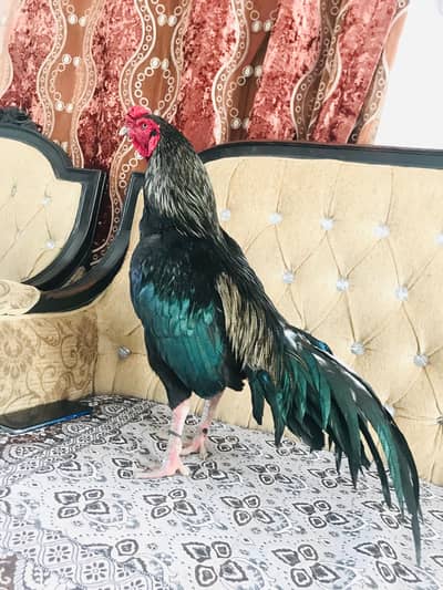 aseel breeder aseel murga (03136417097) price final ha