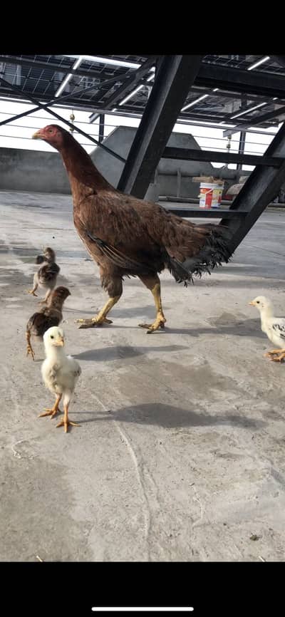 Mushaallah Mianwali Aseel murgi