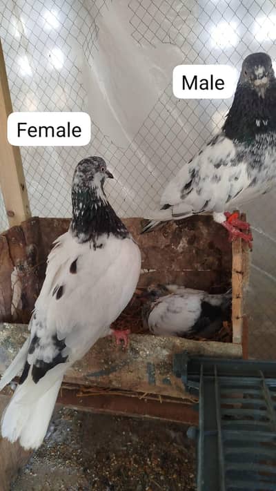 breeder pair for sale