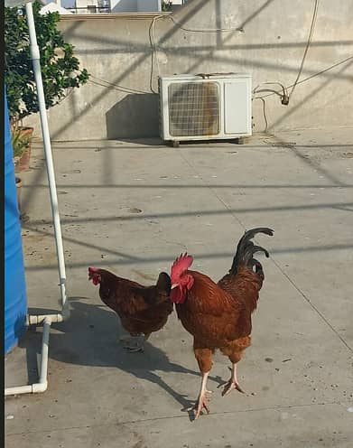 Desi Breeding Hen and Rooster for sale
