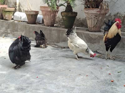 2 pairs of egg laying  hen for sale