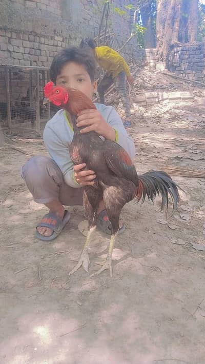 Pakistani cross patha mashallah baht acha bacha han  madi burmi pakoey
