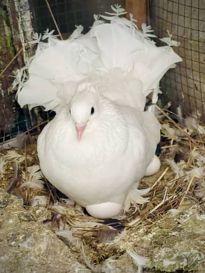 Fantail pigeons (Lakay Kabutar)