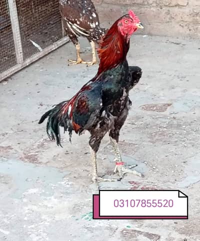 Aseel murga 03107855520