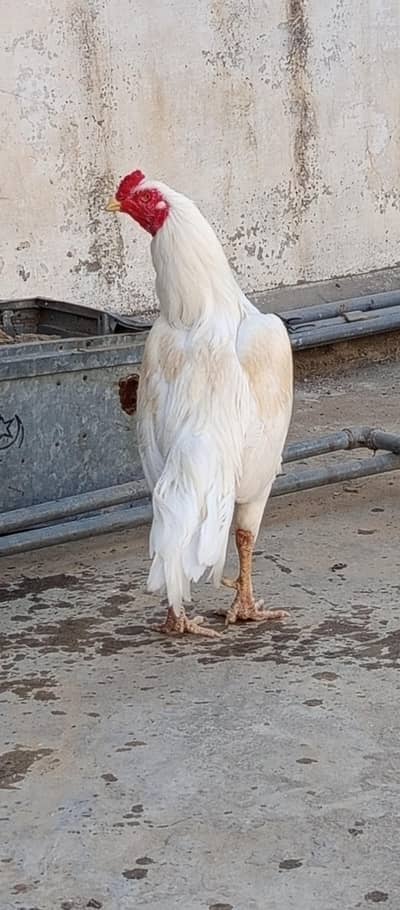 top quality aseel heera