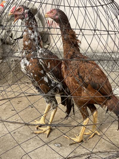 aseel male or female